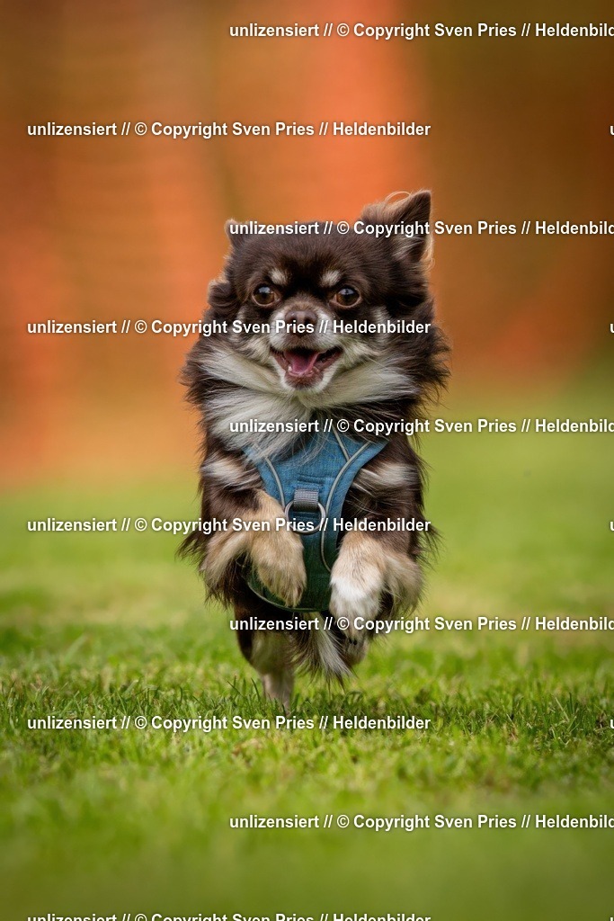 Sven Pries | 2024-09-22 - Hunderennen Baden-BadenPudelverein - Realisiert mit Pictrs.com