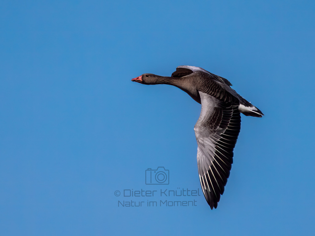 P1000437-Bearbeitet-2022-LR | Natur im Moment - Realisiert mit Pictrs.com
