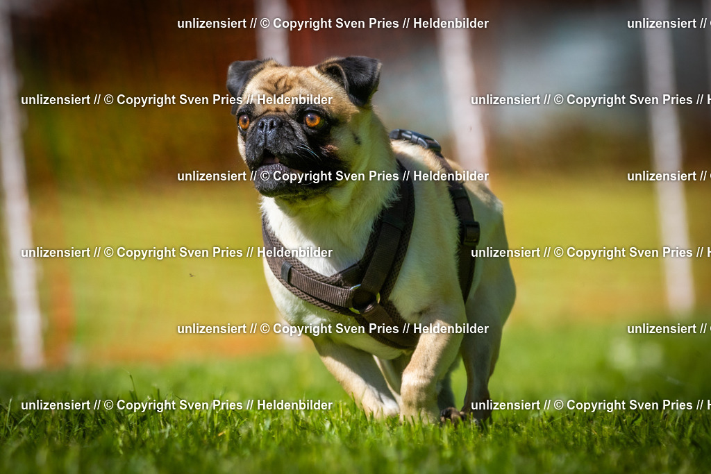 Hunderennen_April_2026_945 | 2026-04-26 - Hunderennen Baden-Oos April 2026 - Realisiert mit Pictrs.com