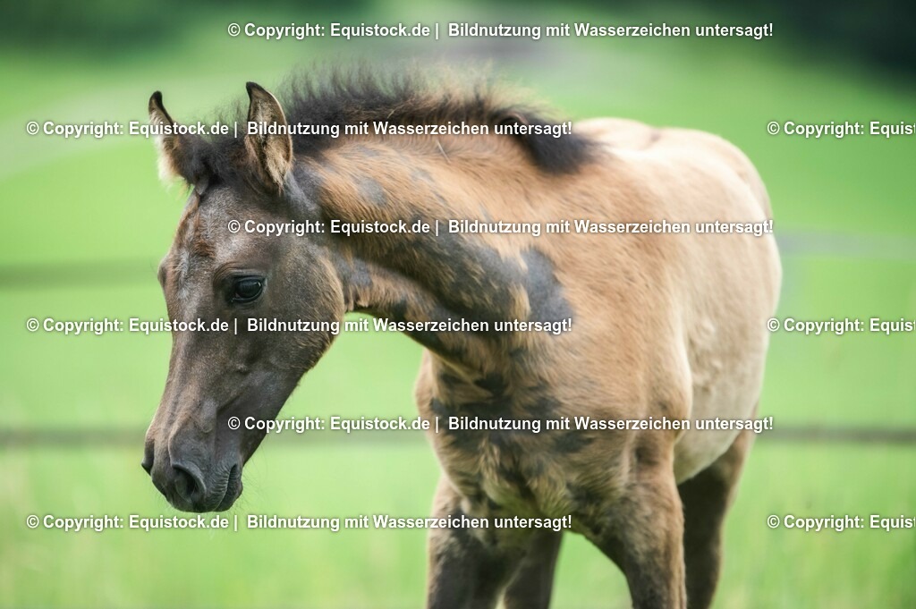 20210623_Fohlen_0498 | Foto: Thomas Hartig