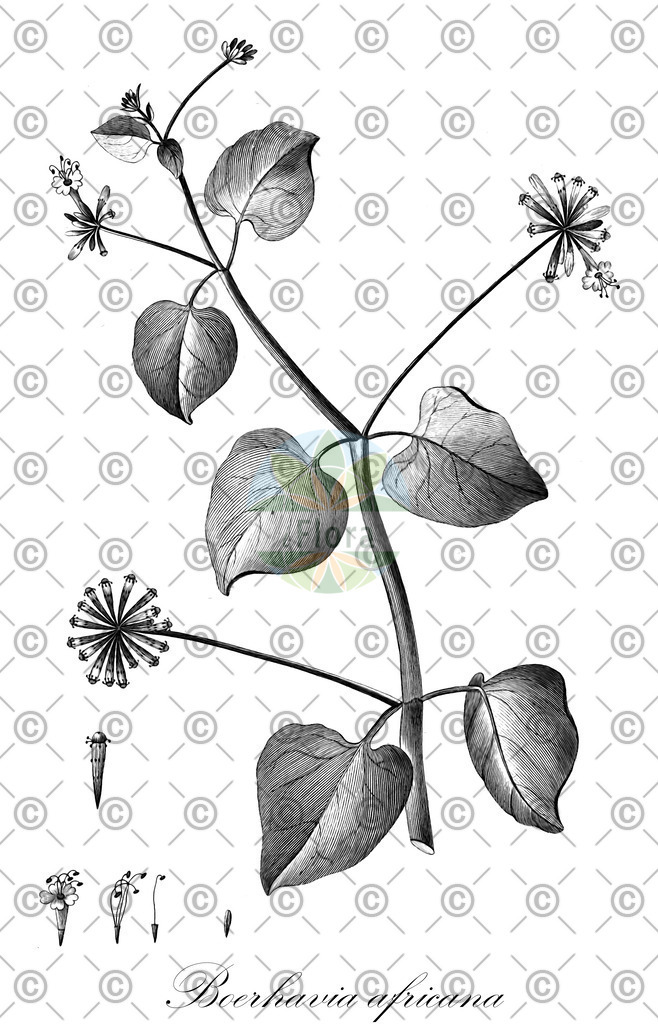 HistAbb_wfo-0000567980_1_ENZY_SIMPLE | Historische Abbildung von Boerhavia africana - Nyctaginaceae | Historical Illustration of Boerhavia africana - Nyctaginaceae
