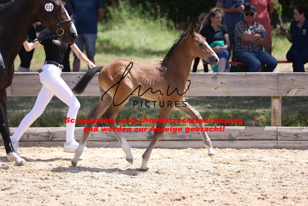 Fohlenschau_Schwäbisch_Hall_springbetonte_Fohlen_KN 20_15 | lmwpictures - Realisiert mit Pictrs.com