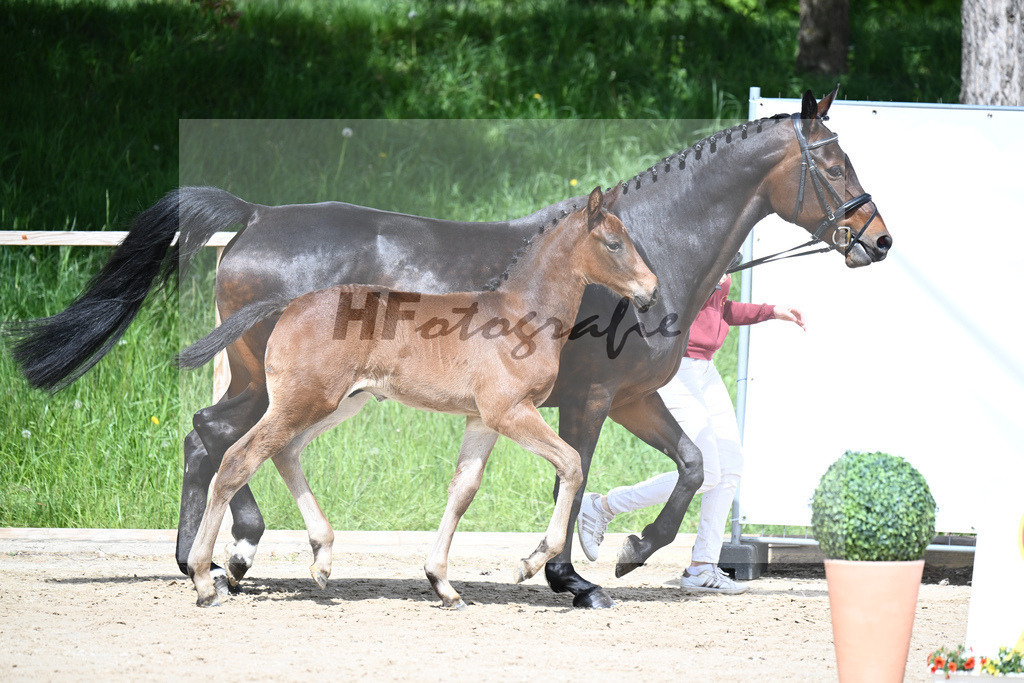 Adzaro de L Abbaye B x Cornet Obolensky_HF_Berger_11240276 | hf-fotografie - Realisiert mit Pictrs.com