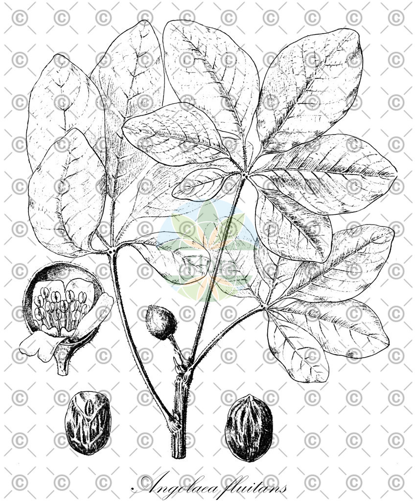 HistAbb_wfo-0000536542_145_ENZY_Simple | Historische Abbildung von Angolaea fluitans - Podostemaceae | Historical Illustration of Angolaea fluitans - Podostemaceae