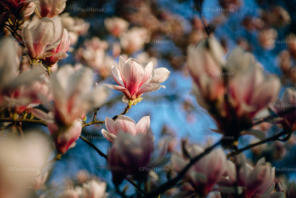 20220324_0002_PaulHense_DSC03554 | paulhense - Realisiert mit Pictrs.com