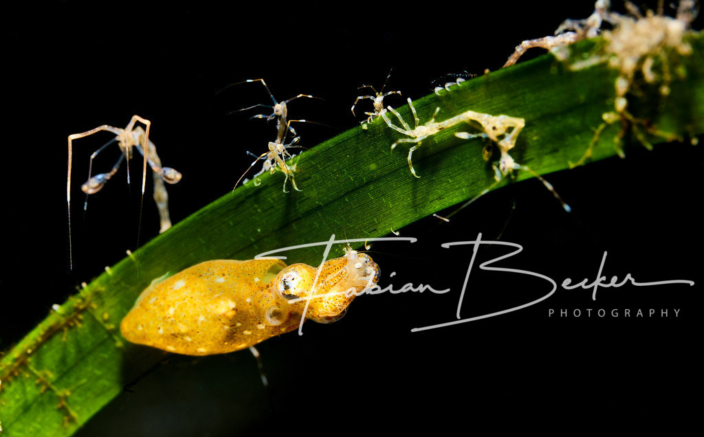 Snacktime - 2 | Einzigartige Wandbilder von faszinierenden Unterwasserwelten. Exklusive Kunst für Empfangsbereiche, Wohnraum oder Wartezimmer. - Realisiert mit Pictrs.com