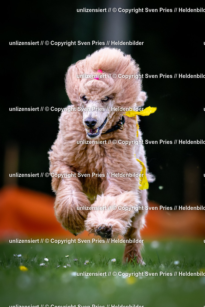 Sven Pries | 2026-05-14 - Hunderennen KA Durlach Vatertag 2026 - Realisiert mit Pictrs.com