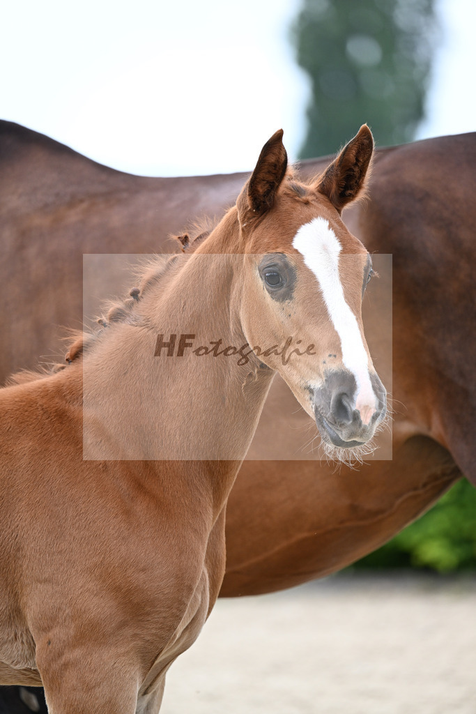 Kat-Nr. 13 Esmeraldo x Question d Honneur B_SF_Mayer_14250007 | hf-fotografie - Realisiert mit Pictrs.com