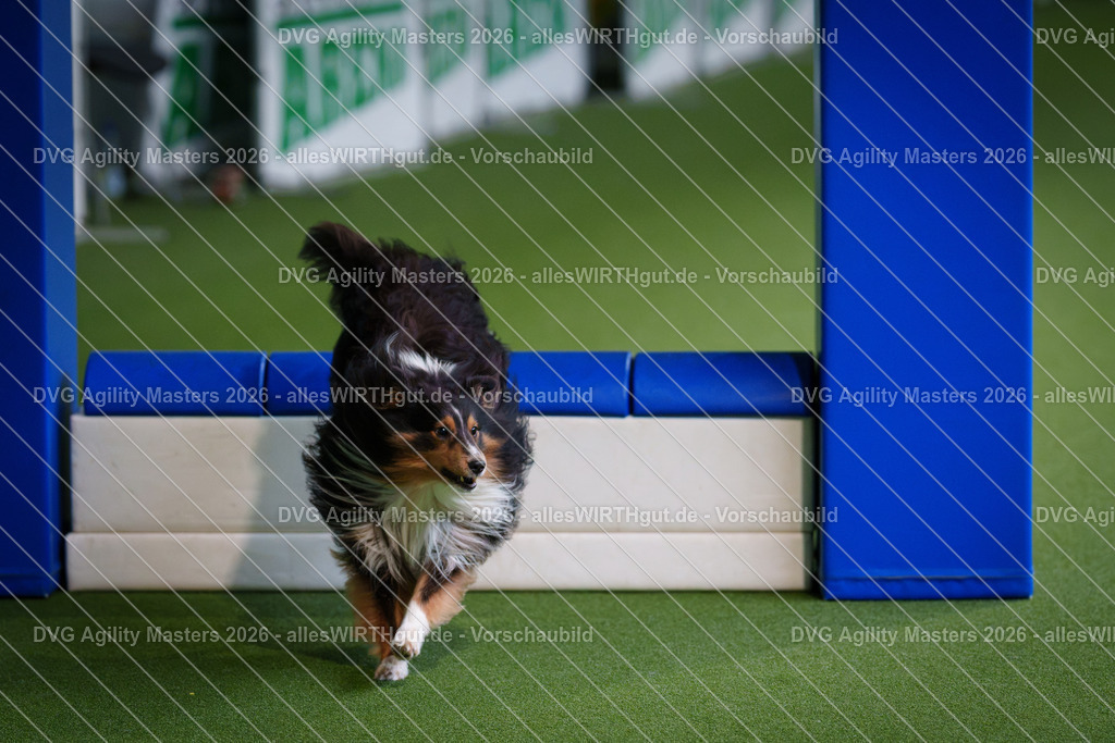 allesWIRTHgut_Tierfotografie-DVG_Agility_Masters_2026-11_30-7R506267 | Professionelle Tierfotografie in Mönchengladbach von Daniel Wirth (allesWIRTHgut). Liebevolle & natürliche Bilder von Hunden & Katzen für unvergessliche Erinnerungen.