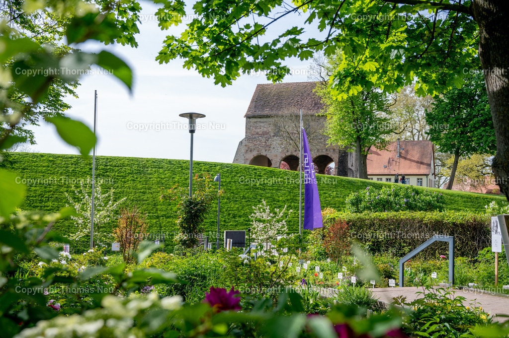 DSC_5234 | ble, Lorsch, lange vor Pfingsten sind die Pfingstrosen im Garten vor um die evangelischen Kirche erblühlt, Blick hinüber zum Kirchenrest auf dem Klostergelände, ,, Bild: Thomas Neu