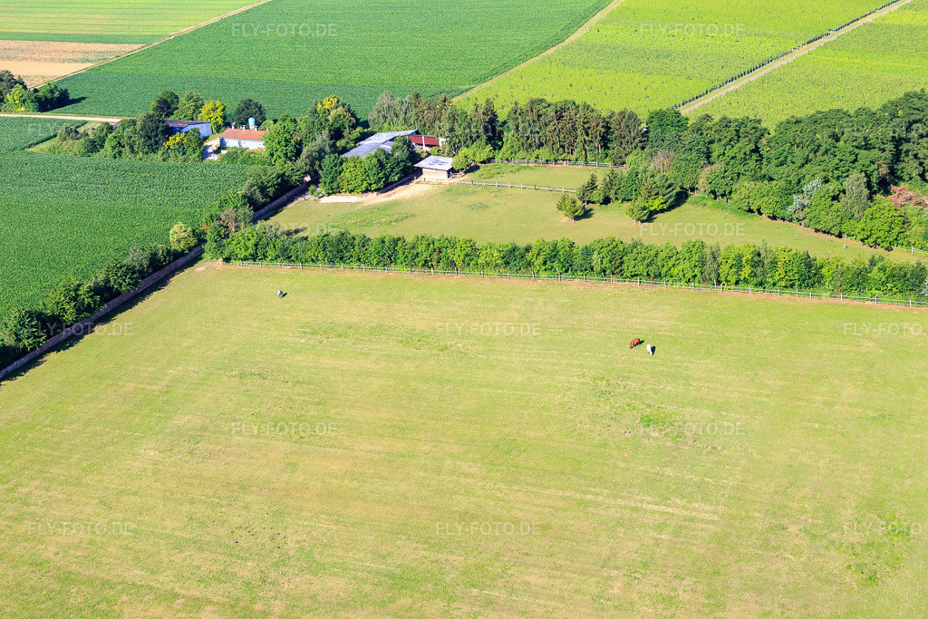 Luftbild: Koppel von Trakehner-Friedrich in Minfeld im Bundesland Rheinland-Pfalz in Deutschland. Foto: IMG_083092.jpg vom 26.06.2015 durch Werner Riehm/FLY-FOTO.de