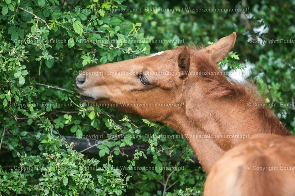 20210617_Fohlen_0332 | Foto: Thomas Hartig