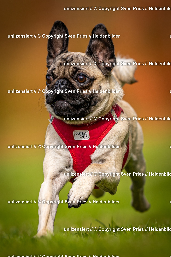 Sven Pries | 2024-09-22 - Hunderennen Baden-BadenPudelverein - Realisiert mit Pictrs.com