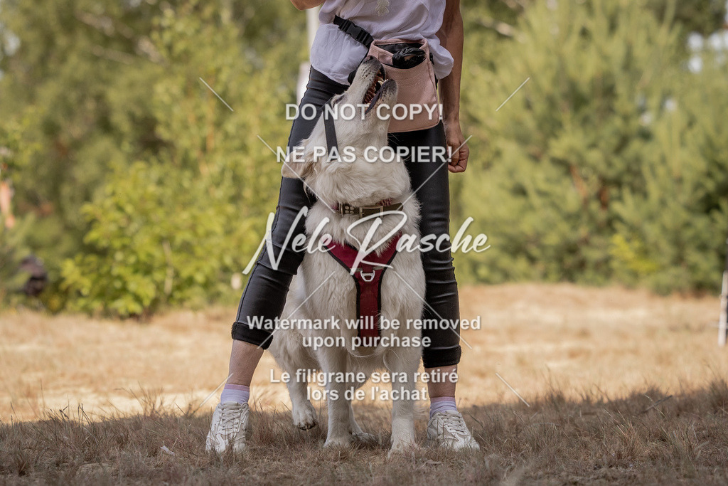nelerasche_soDD2_192 | nelerasche