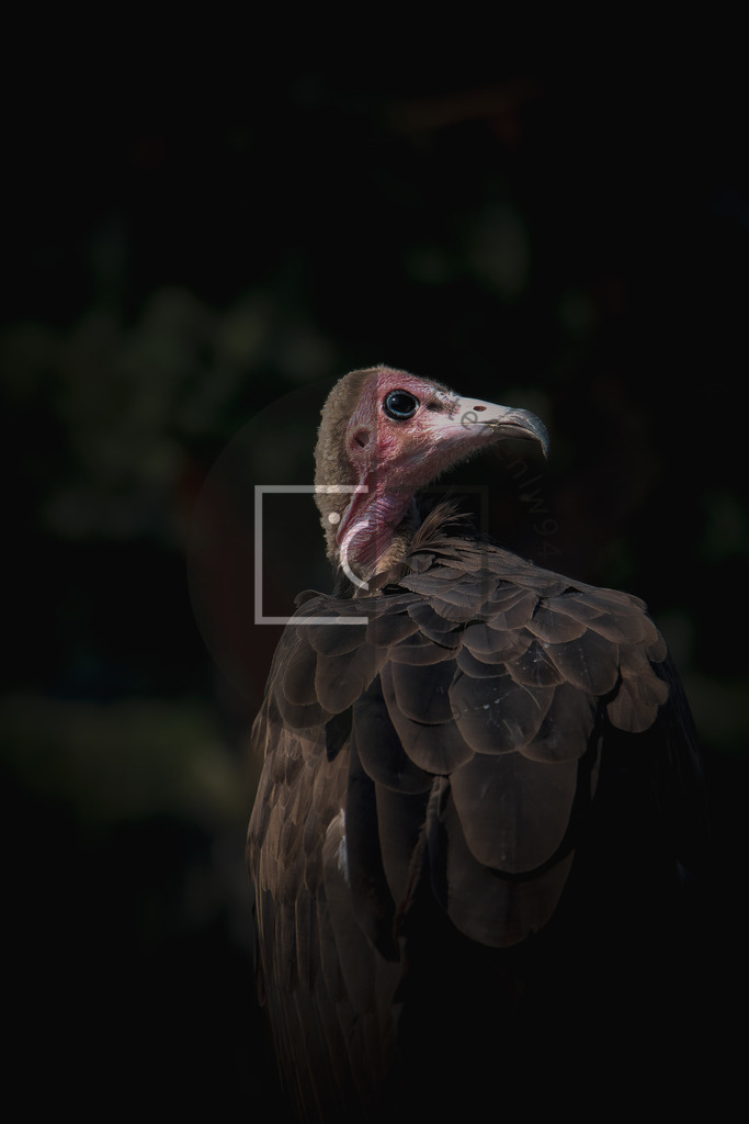 Wandbild Geier | Ich bin Fotograf und auf meiner Webseite hast du die Möglichkeit meine fotografie als Wandbilder druckfertig für dein Zuhause zu bestellten. - Realisiert mit Pictrs.com