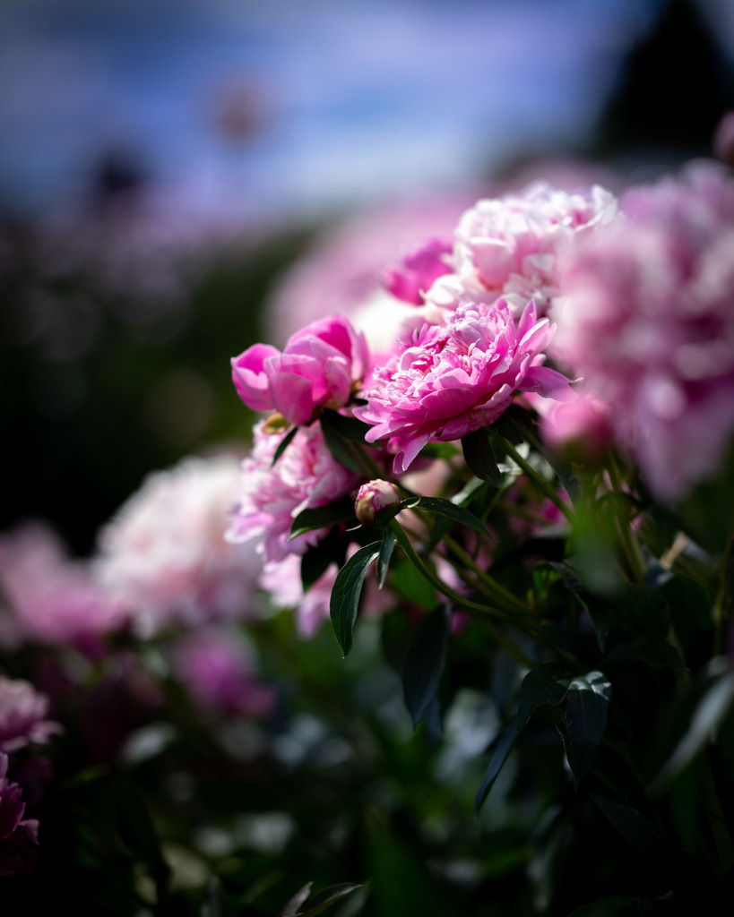 _DSC7681 | renerovisanfotoart.com