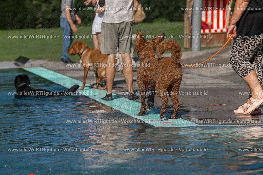 Hundeschwimmen_Volksbad_2026-allesWIRTHgut_Tierfotografie-2609061104-FAY06115 | Professionelle Tierfotografie in Mönchengladbach von Daniel Wirth (allesWIRTHgut). Liebevolle & natürliche Bilder von Hunden & Katzen für unvergessliche Erinnerungen.
