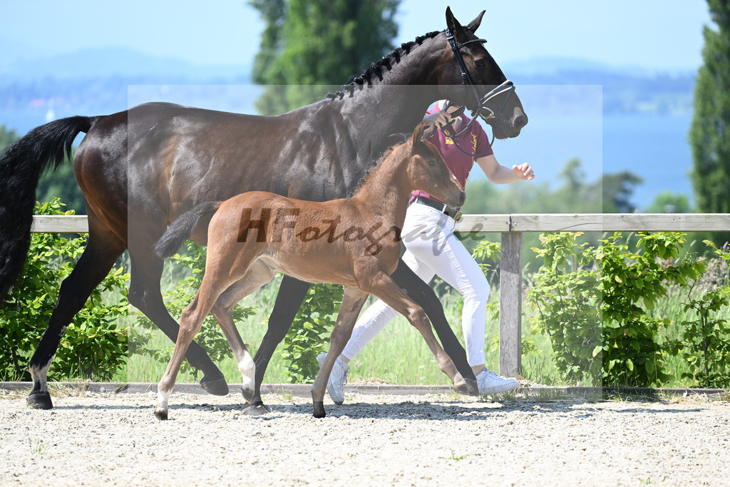 Kat-Nr. 13 SF Cullinan du Borget B_Herzog_15230270 | hf-fotografie - Realizzato con Pictrs.com