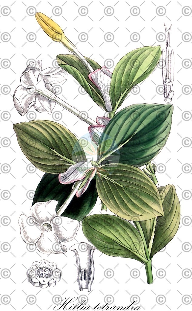 HistAbb_wfo-0000036184_1_ENZY_Simple | Historische Abbildung von Hillia tetrandra - Rubiaceae | Historical Illustration of Hillia tetrandra - Rubiaceae