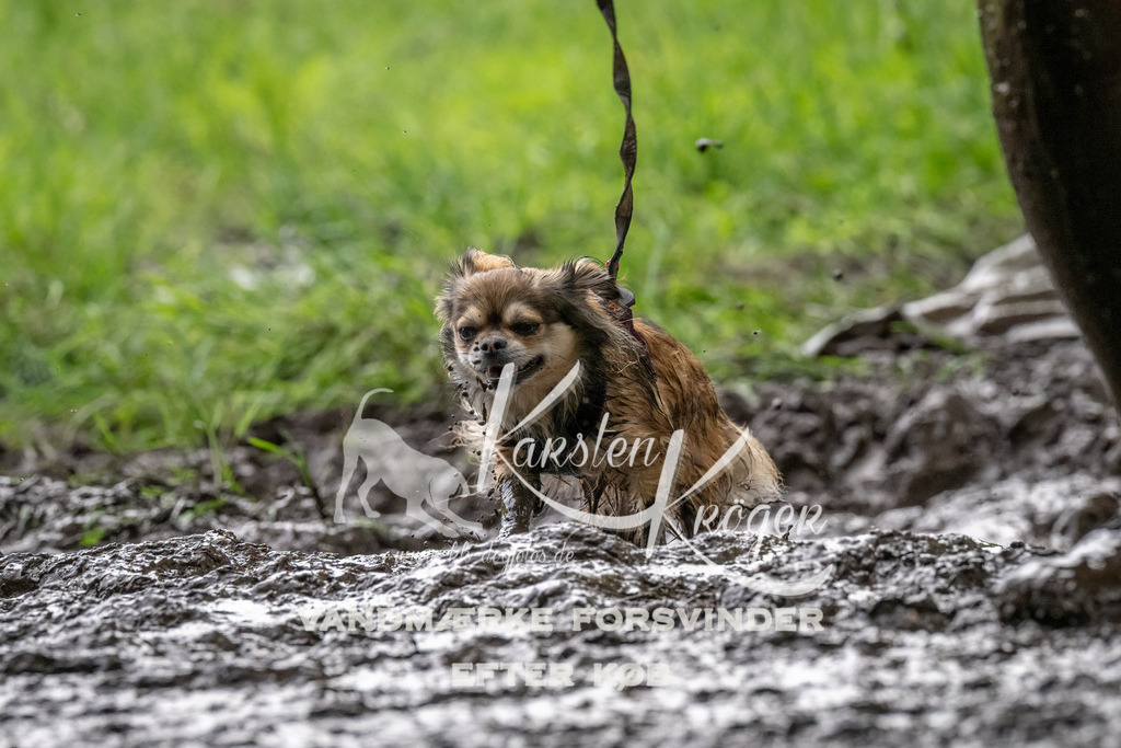 1510_ZZ92120-Bearbeitet | kk-dogfotos