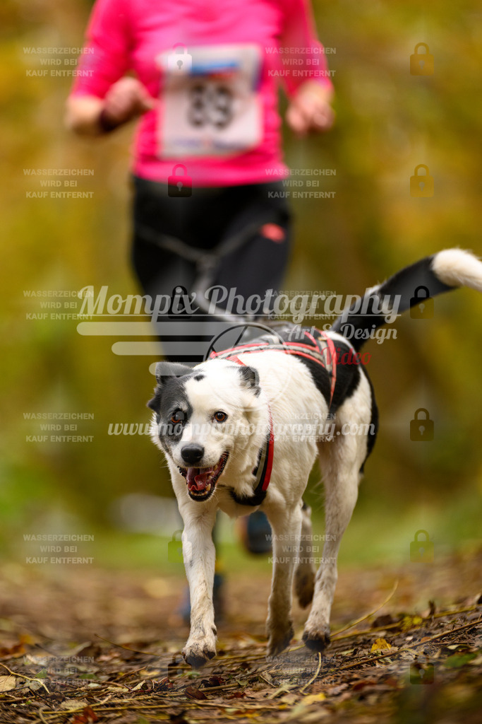 MompixPhotography_Bischwiller24_SA_Canicross-166 | PayLife