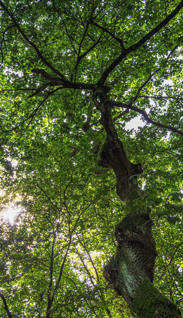 Blätterdach einer Eiche | Im Hochsommer sind die großen Blätter und das dichte Blätterdach einer Eiche willkommene Schattenspender. - Realisiert mit Pictrs.com