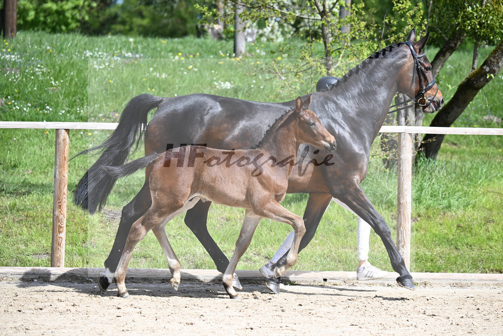 Adzaro de L Abbaye B x Cornet Obolensky_HF_Berger_11240282 | hf-fotografie - Realisiert mit Pictrs.com