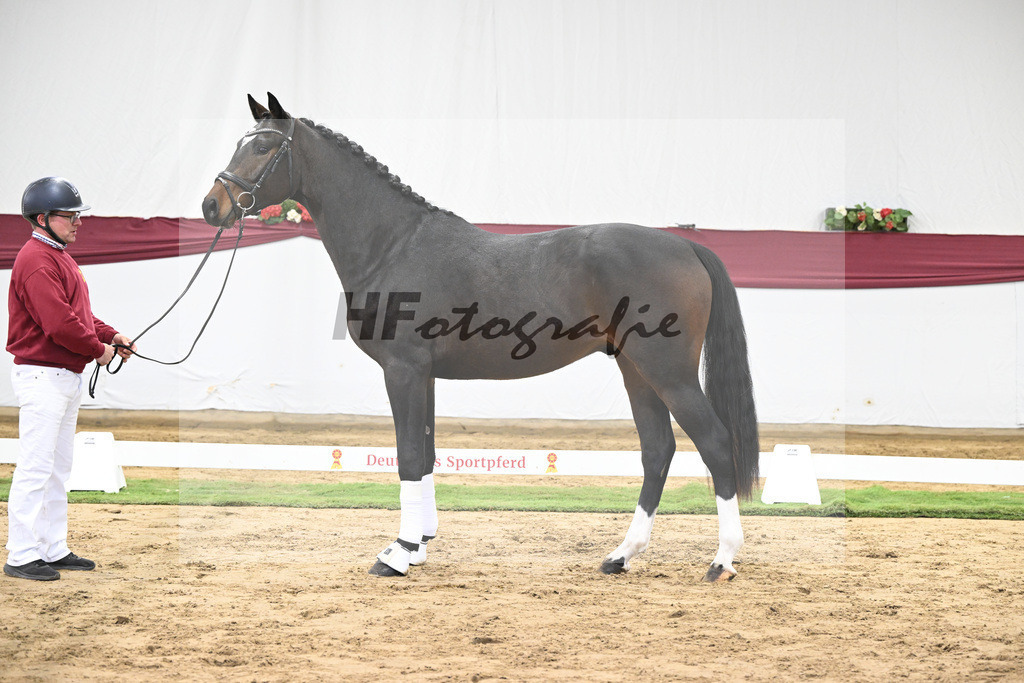 Kat-Nr. 28 Vidar x Zoom_Willi Schneider_47250918 | hf-fotografie - Realisiert mit Pictrs.com