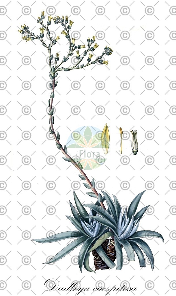 HistAbb_48MY_2_ENZY_Simple | Historische Abbildung von Dudleya caespitosa - Crassulaceae | Historical Illustration of Dudleya caespitosa - Crassulaceae