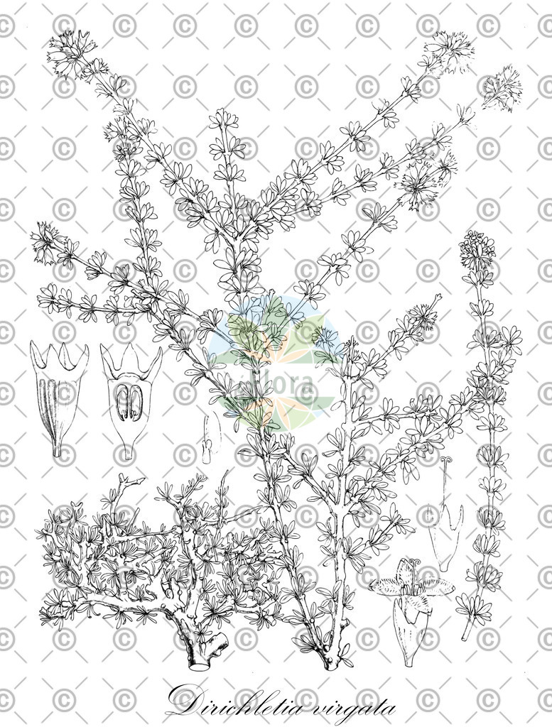 HistAbb_wfo-0001329273_1_ENZY_Simple | Historische Abbildung von Dirichletia virgata - Rubiaceae | Historical Illustration of Dirichletia virgata - Rubiaceae