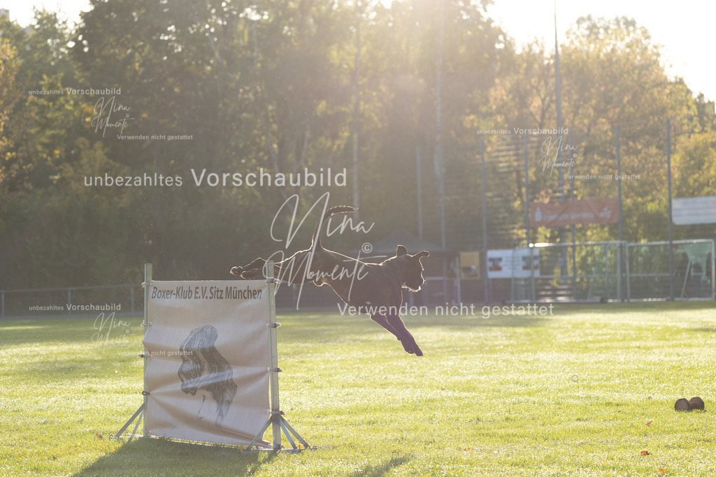 _16A6173 | Einzigartige Fotos von Hunden & Menschen –Actionfotos, Portraits, Vereinsaufnahmen & Paarshootings – authentisch, lebendig & mit Herz.