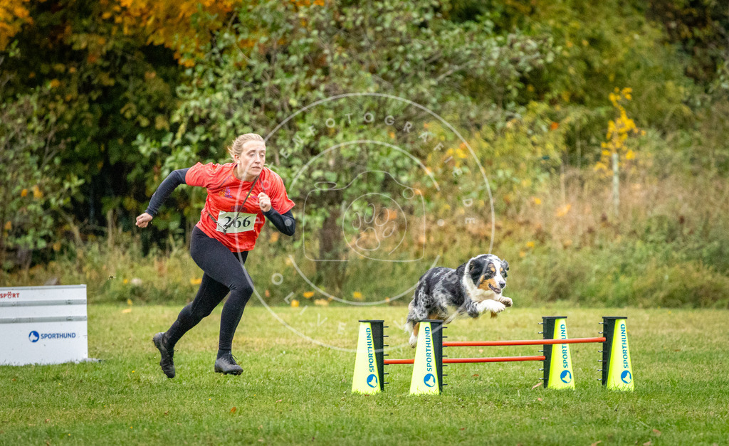 Pfotenfotografie_DV3A1153 | Hundefotografie, Tierfotograf, Pfotenfotografie, Fotoshooting Hund, Hunde Portrait, Hundesport, Hundeportraits, Heideshooting, Hunde, Sportfotograf, Hundefotograf, Turnierhundsport, THS,  - Realisiert mit Pictrs.com