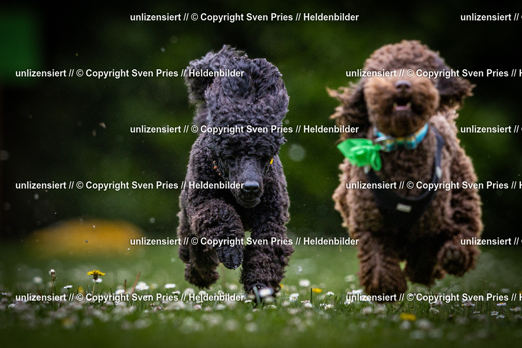 Sven Pries | 2025-05-29 - Pudelrennen KA-Durlach - Realisiert mit Pictrs.com