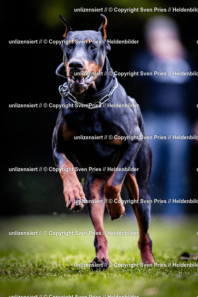 Sven Pries | 2025-10-03 - Hunderennen Obergrombach - Realisiert mit Pictrs.com