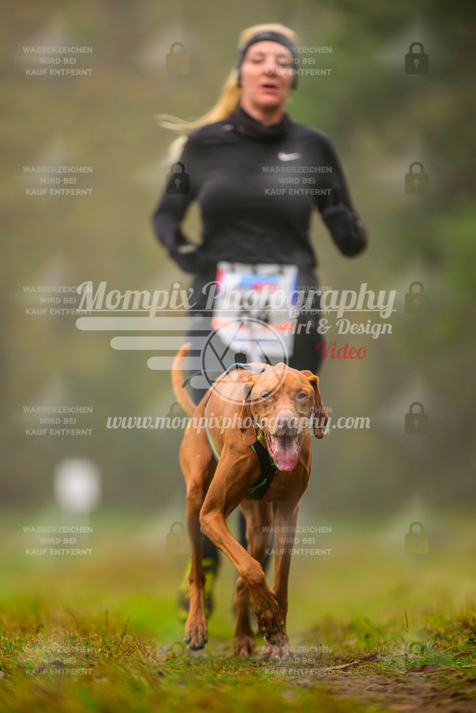 MompixPhotography_Bischwiller2025_Canicross-140 | mompixphotography