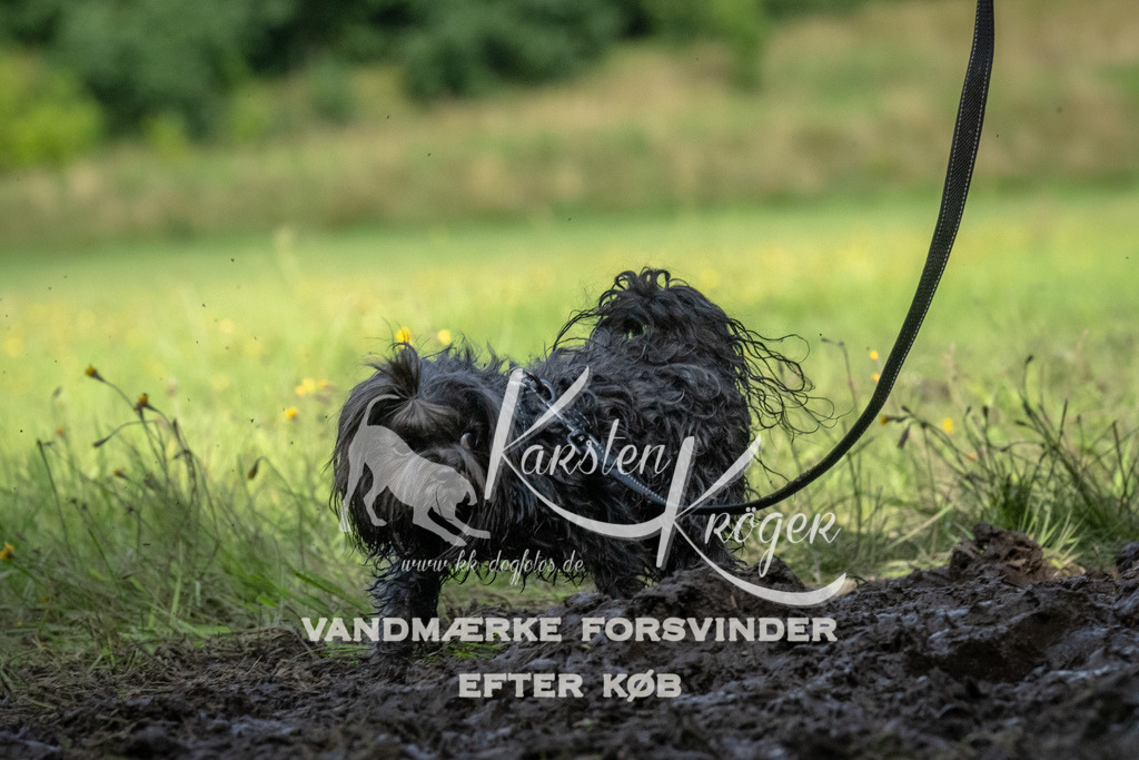 1739_ZZ93023 | kk-dogfotos