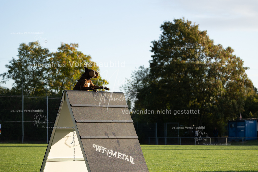 _16A6035 | Einzigartige Fotos von Hunden & Menschen –Actionfotos, Portraits, Vereinsaufnahmen & Paarshootings – authentisch, lebendig & mit Herz.