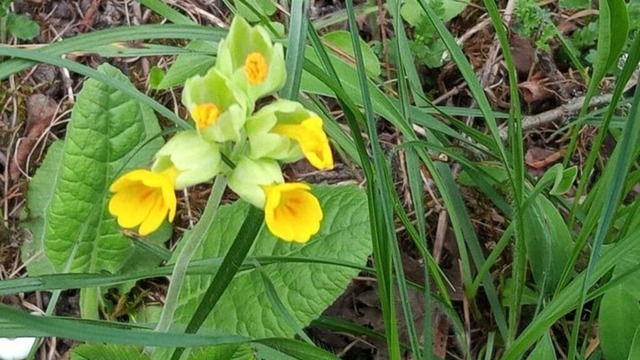 waldboden-mit-primeln | Verkauf von Fotos und  Videoclips zumThema Natur.Motive sind Pflanzen, Tiere, Landschaftenund Wetter - Realisiert mit Pictrs.com