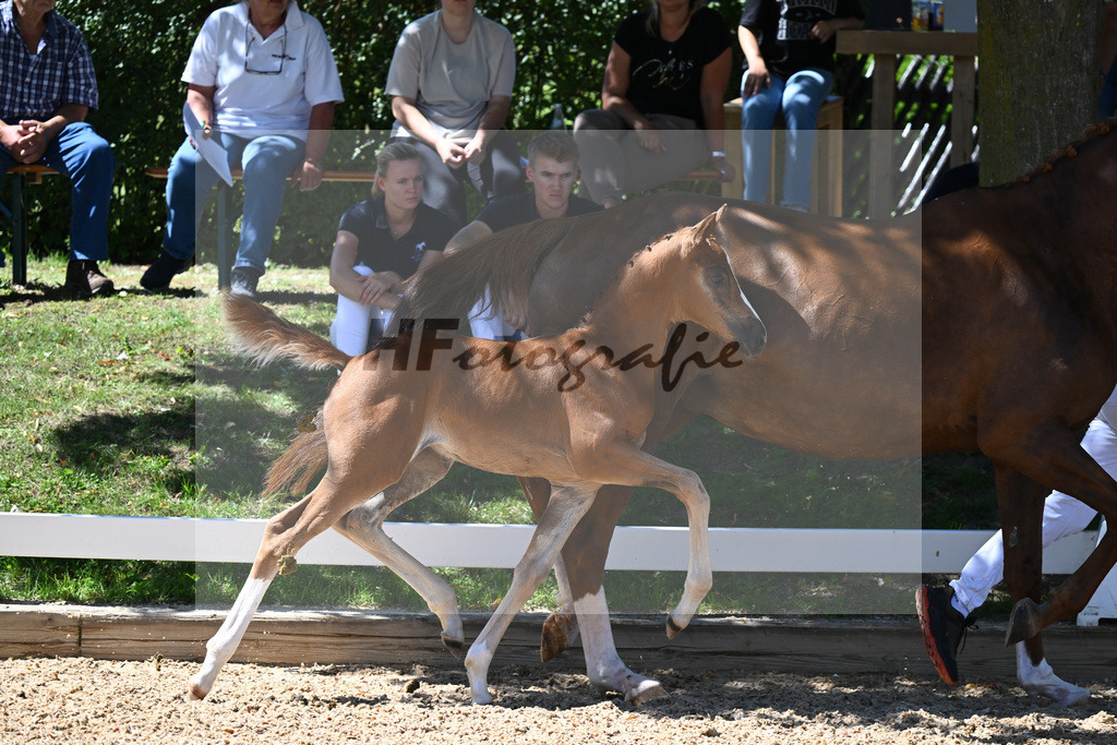 Kat-Nr. 43 SF DSP Va Bene x Quaterback_Kloessinger_27230688 | hf-fotografie - Realisiert mit Pictrs.com