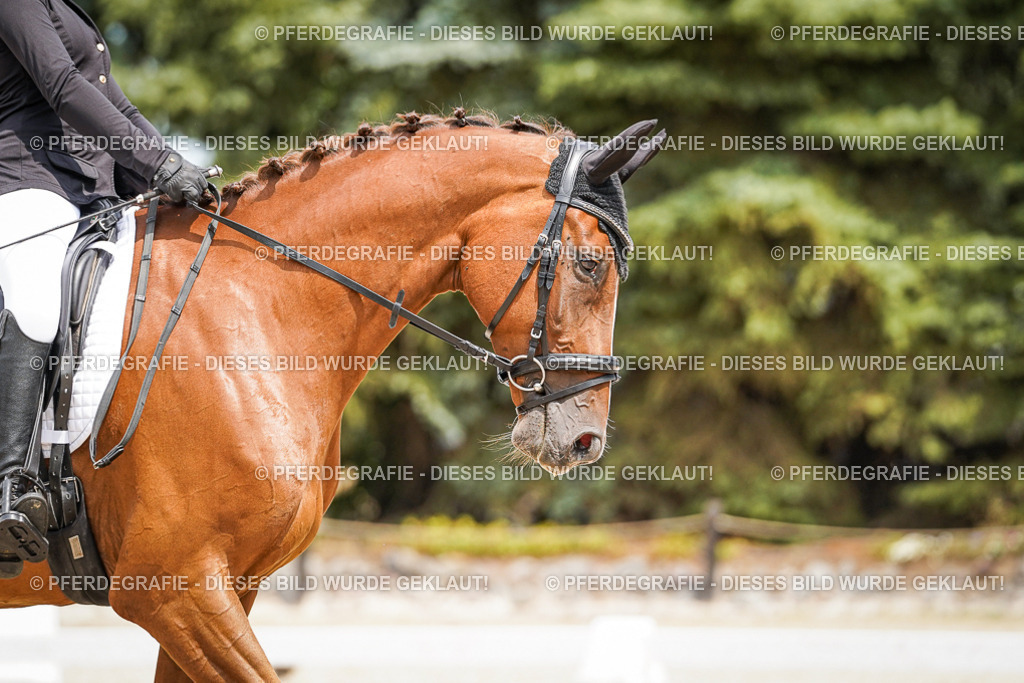 DSC03877 | Pferdegrafie