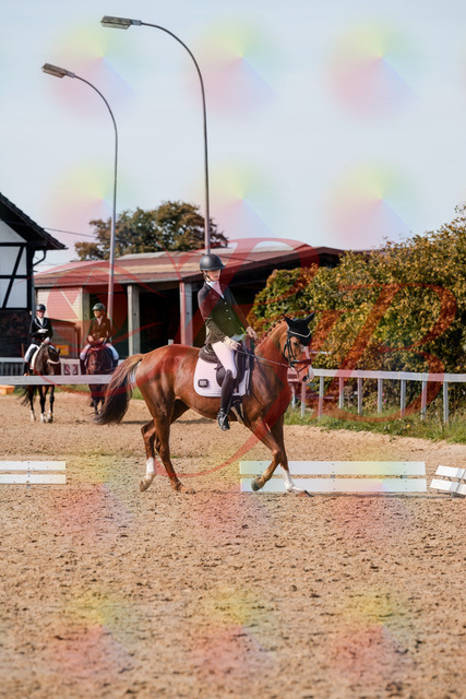 2026_10_03_Siefer-Hof_132950_Z63_91573381 | Professionelle Reitsport-, Turnier- und Eventfotografie von Robert Broda. Galerien mit ausgewählten und bearbeiteten Bildern direkt online ansehen und bestellen.