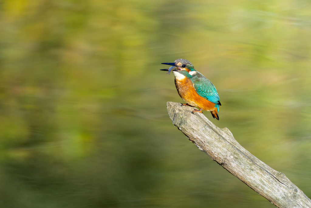 Der Eisvogel | Der Eisvogel (Alcedo atthis) ist aufgrund seines leuchtend bunten Gefieders und seiner pfeilschnellen Jagdweise eine der auffälligsten und schönsten Vogelarten Mitteleuropas. Er wird oft als "fliegender Edelstein" bezeichnet und dient als wichtiger Indikator für die Gesundheit und Naturnähe von Gewässern. - Realisiert mit Pictrs.com