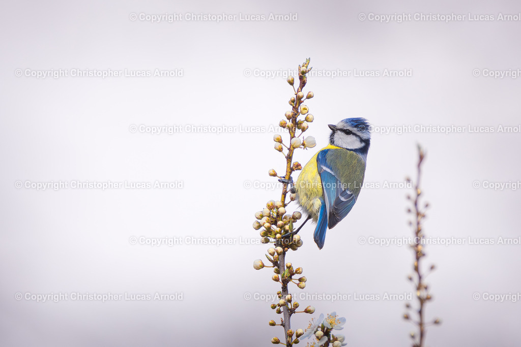 Blaumeise | bildkomponist - Realisiert mit Pictrs.com