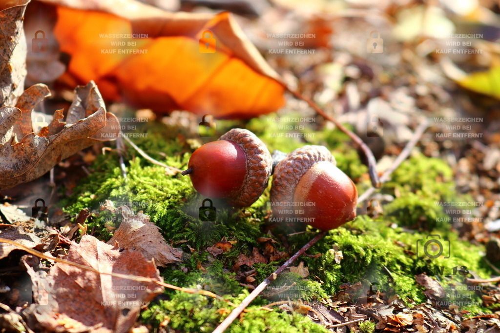 20181031144106_IMG_2714 | susn_18 - Realisiert mit Pictrs.com