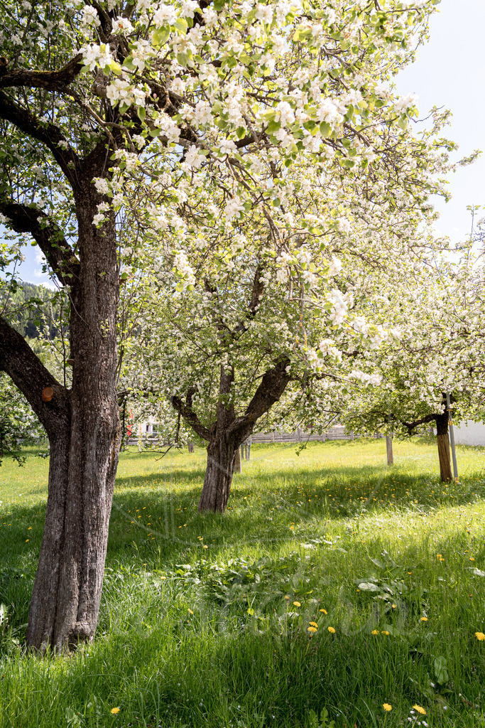 Baumblüte Sankt Margarethen Lungau | Ihre Fotografin im Lungau, ihre Fotografin im Mostviertel, Wandbilder Onlineshop, Imagefotos für Ihr Unternehmen,  - Realisiert mit Pictrs.com