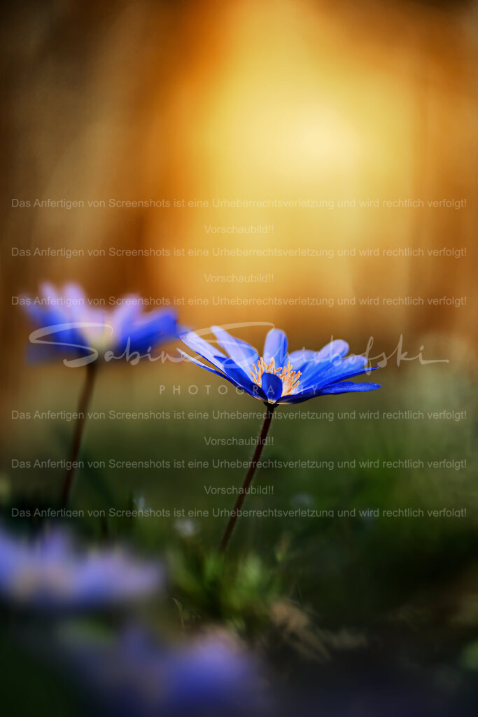 Balkan-Windröschen im Sonnenaufgang | zwei balkan windröschen im sonnenaufgang im wald - Realisiert mit Pictrs.com