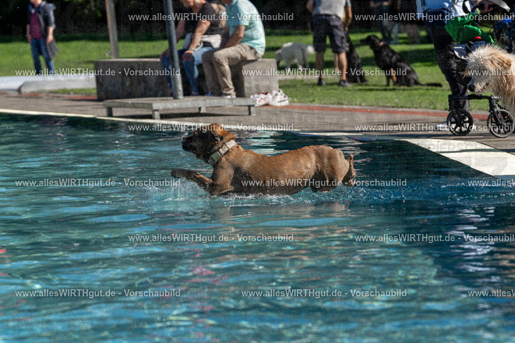 Hundeschwimmen_Volksbad_2026-allesWIRTHgut_Tierfotografie-2609061149-FAY06321 | Professionelle Tierfotografie in Mönchengladbach von Daniel Wirth (allesWIRTHgut). Liebevolle & natürliche Bilder von Hunden & Katzen für unvergessliche Erinnerungen.