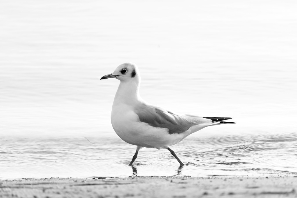 Wandbild: Möwe spaziert am Sandstrand in Schwarz-Weiß | Dieses Wandbild im Querformat zeigt eine Möwe beim Spaziergang am Sandstrand in Eckernförde in Schwarz-Weiß. Die Füße der Möwe befinden sich dabei im Flachen Wasser.  - Realisiert mit Pictrs.com
