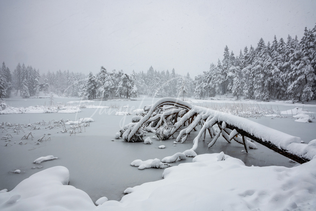 Möserer See | winter wonderland am Möserer See