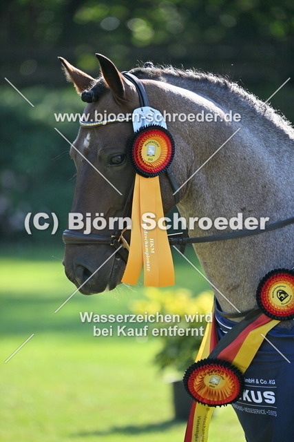 769_5925 | Björn Schroeder Pferdefotografie